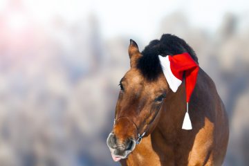 Pferd mit Weihnachtsmütze, dass die Zuge rausstreckt
