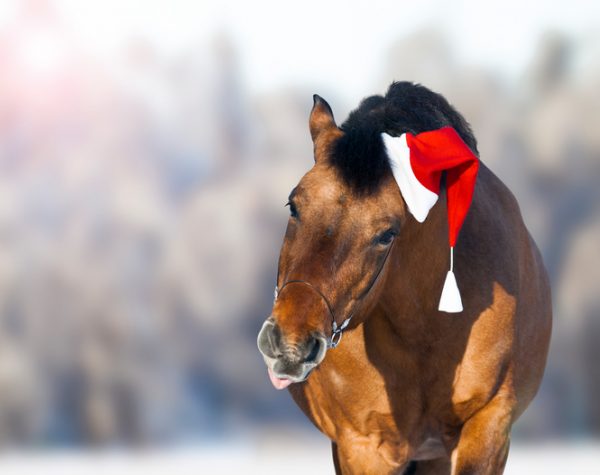 Pferd mit Weihnachtsmütze, dass die Zuge rausstreckt